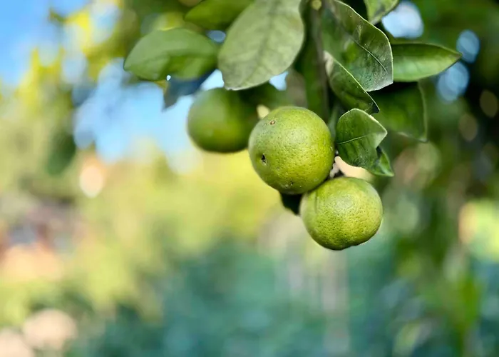 Koklas Apartmán Lithakia (Zakynthos)