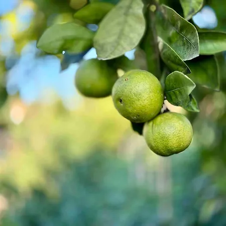 Koklas Διαμέρισμα Λιθακιά