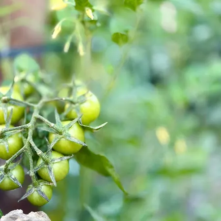 Koklas Apartamento *